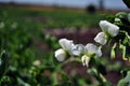 Peas plant white flowers, organic farming, close up, blurry landscape