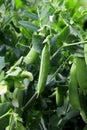 Peas pod Royalty Free Stock Photo