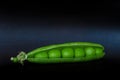 Peas in the pod on the black background