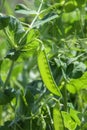 Peas in a pod growing on a bush. Pods of green peas grow on the garden Royalty Free Stock Photo