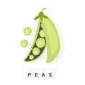 Peas Pod, Infographic Illustration With Realistic Pod-Bearing Legumes Plant And Its Name