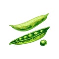 Peas pods - close and open. Vector black vintage engraved Royalty Free Stock Photo