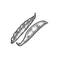 Peas pods - close and open. Vector black vintage engraved Royalty Free Stock Photo