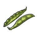 Peas pods - close and open. Vector black vintage engraved Royalty Free Stock Photo