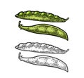 Peas pods - close and open. Vector black vintage engraved Royalty Free Stock Photo