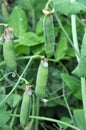 Peas ripen on a green bush Royalty Free Stock Photo