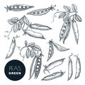 Peas pods sketch vector illustration. Ripe pea beans harvest. Hand drawn isolated design elements