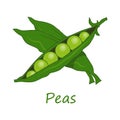 Peas. Raw Peas Vegetable. Fresh Peas Vegetable. Green Vegetable for Raw Food Diet. Fresh Natural Vegan and bean Product. Plant