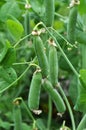 Peas ripen on a green bush Royalty Free Stock Photo