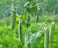 Peas ripen on a green bush Royalty Free Stock Photo