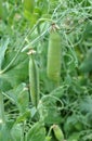 Peas ripen on a green bush Royalty Free Stock Photo
