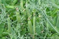 Peas ripen on a green bush Royalty Free Stock Photo