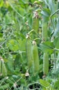 Peas ripen on a green bush Royalty Free Stock Photo