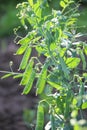 Peas ripen on a green bush Royalty Free Stock Photo