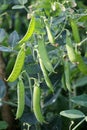 Peas ripen on a green bush Royalty Free Stock Photo