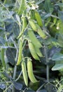 Peas ripen on a green bush Royalty Free Stock Photo