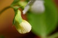 Peas seedling, macro photo after summer rain Royalty Free Stock Photo