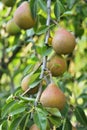 Pears on tree Royalty Free Stock Photo