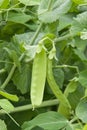 Peas on the vine