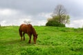 Peasant bay horse is grazed in field