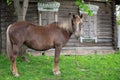 Peasant bay horse is grazed near a old rustic log farmhouse