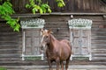 Peasant bay horse is grazed near a old rustic log farmhouse