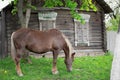 Peasant bay horse is grazed near a old rustic log farmhouse