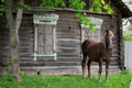 Peasant bay horse is grazed near a old rustic log farmhouse