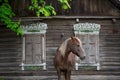 Peasant bay horse is grazed near a old rustic log farmhouse