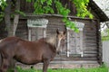 Peasant bay horse is grazed near a old rustic log farmhouse