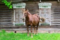 Peasant bay horse is grazed near rustic log hut