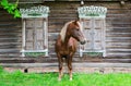 Peasant bay horse stands near old rustic log farmhouse