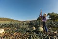 Peasant cutting agave with an ax