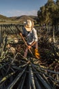 Peasant cutting agave with an ax