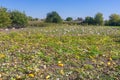 Peasant field with pumpkin Royalty Free Stock Photo