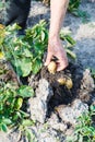 Peasant gathering potatoes in garden Royalty Free Stock Photo