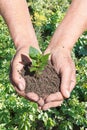 Peasant hands with handful soil with green sprout