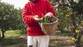 Peasant man holding a wicker basket full of fresh vegetables. He basket with vegetables in hands Royalty Free Stock Photo