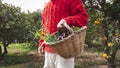 Peasant man with a wicker basket with freshly picked vegetables