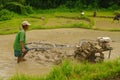 Peasant in the rice field