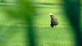 Peasant on rice field in Sa Pa valley in Vietnam