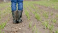 A farmer stands in an onion field. Royalty Free Stock Photo