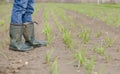 A farmer stands in an onion field. Royalty Free Stock Photo