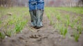 A farmer stands in an onion field. Royalty Free Stock Photo