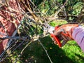 peasant trims apple tree twigs with garden pruner