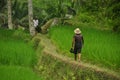 Peasant walking among rice fields