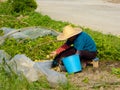 Peasant woman doing farm work in the field