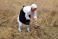 Peasant woman harvesting wheat