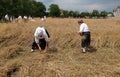 Peasant woman harvesting wheat