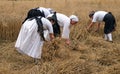 Peasant woman harvesting wheat